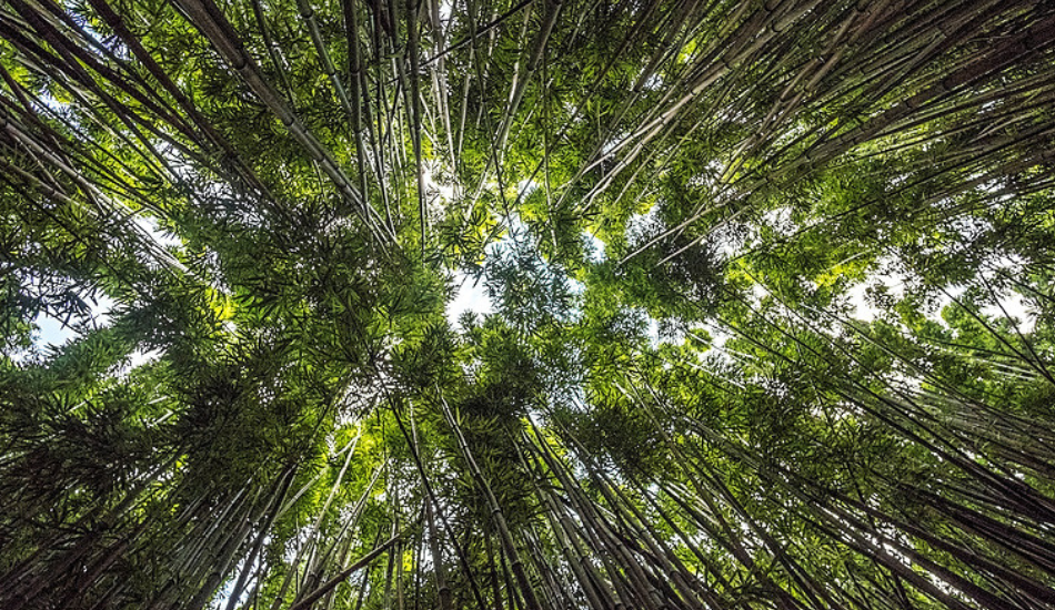 Creating a Space for Growth